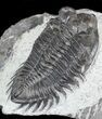 Bargain Coltraneia - Bug Eyed Trilobite #46056-2